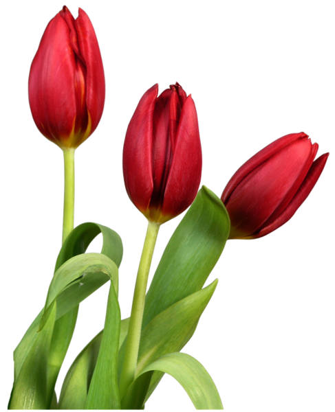 This png image - Red Transparent Tulips Flowers Clipart, is available for free download