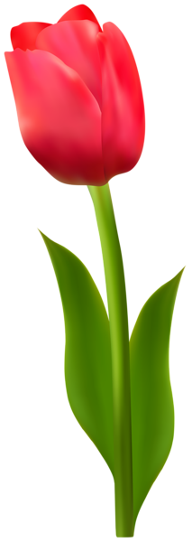 This png image - Red Tulip Deco Transparent PNG Image, is available for free download