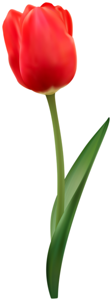 This png image - Red Tulip Flower Transparent Image, is available for free download