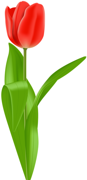 This png image - Red Tulip PNG Clip Art Image, is available for free download