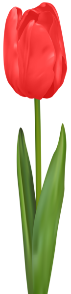 This png image - Red Tulip PNG Clip Art Image, is available for free download