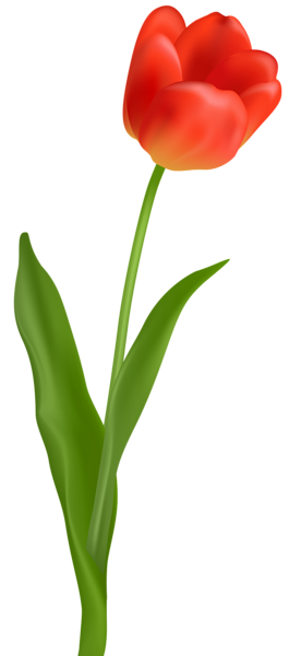 This png image - Red Tulip Transparent PNG Clip Art Image, is available for free download