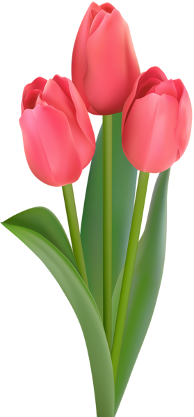 This png image - Red Tulips Transparent Clip Art, is available for free download