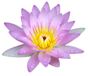 This png image - Small Pink Lotus PNG Picture, is available for free download