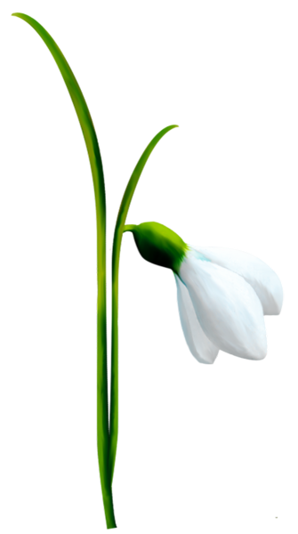 This png image - Snowdrop PNG Clipart, is available for free download