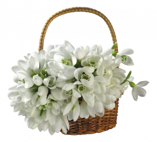 This png image - Snowdrops Basket Bouquet Transparent, is available for free download