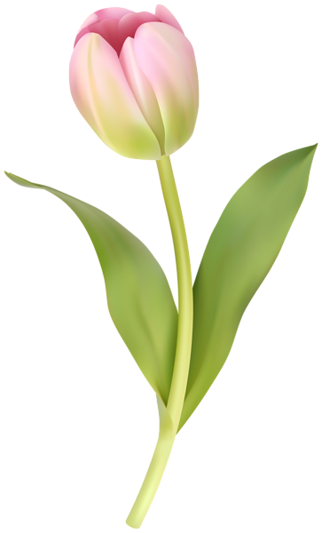 This png image - Soft Pink Tulip Clipart Image, is available for free download