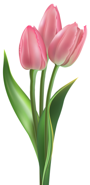This png image - Soft Pink Tulips PNG Clipart Image, is available for free download