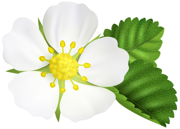 This png image - Strawberry Flower PNG Clip Art Image, is available for free download