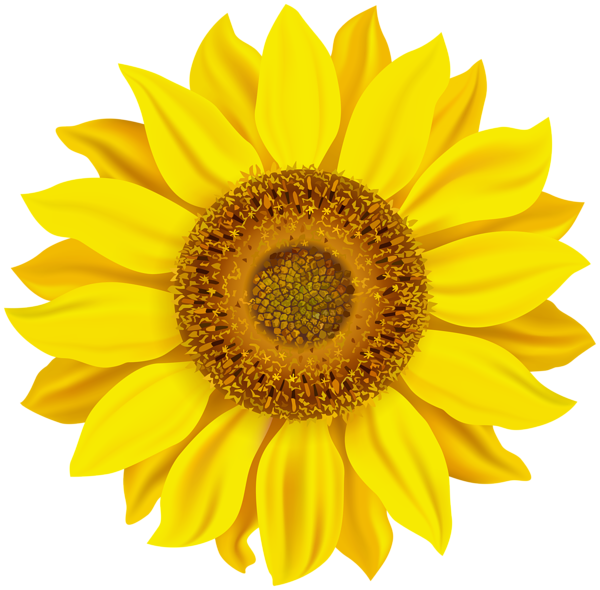 This png image - Sunflower Clip Art Image, is available for free download