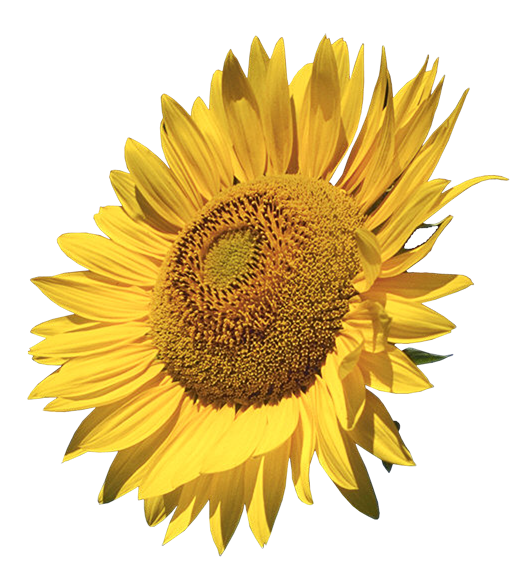 This png image - Sunflower Clipart, is available for free download