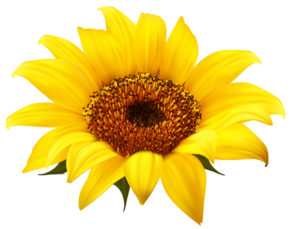 Free Free 55 Transparent Background Simple Sunflower Clipart SVG PNG EPS DXF File