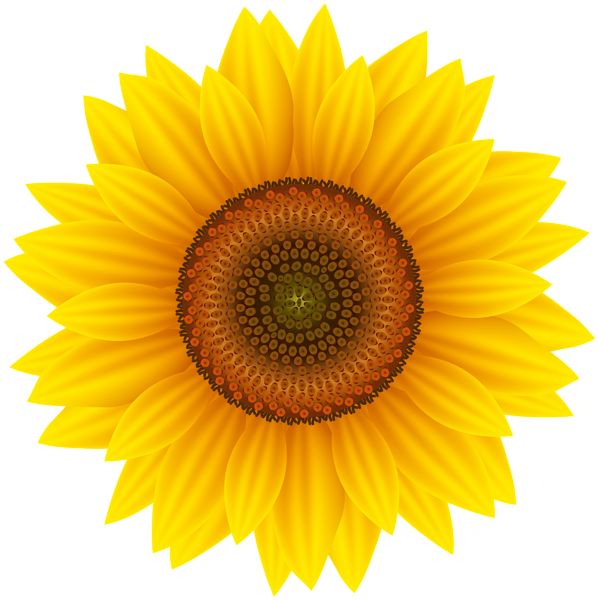 This png image - Sunflower Large PNG Clipart, is available for free download