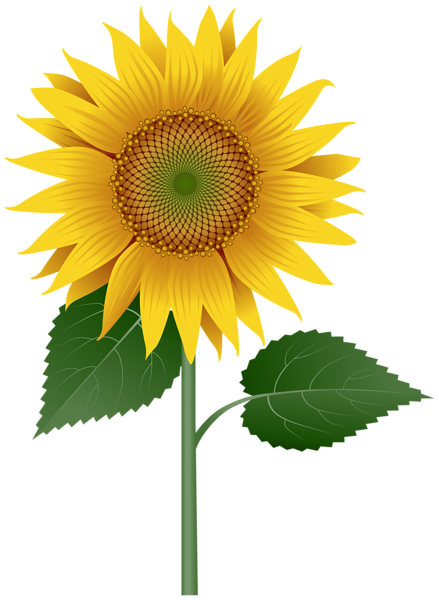 This png image - Sunflower Large Transparent Image, is available for free download