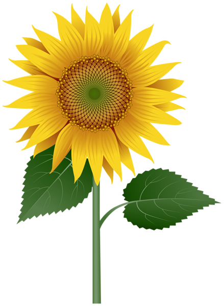 Sunflower Large Transparent Image | Gallery Yopriceville ...