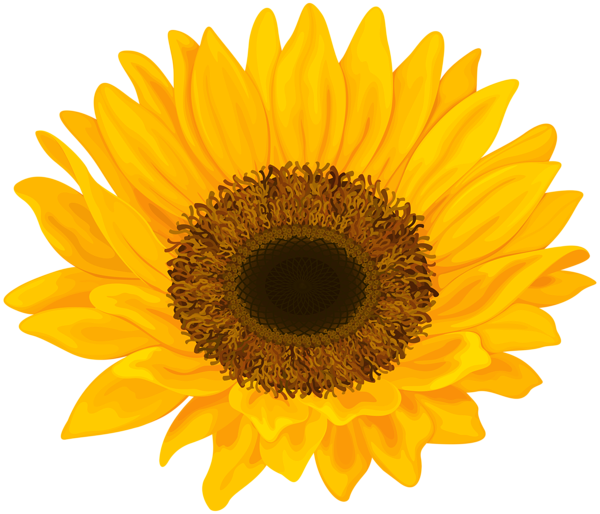 This png image - Sunflower PNG Clip Art Image, is available for free download