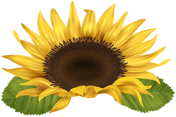 Free Free 261 White Sunflower Clipart Png SVG PNG EPS DXF File