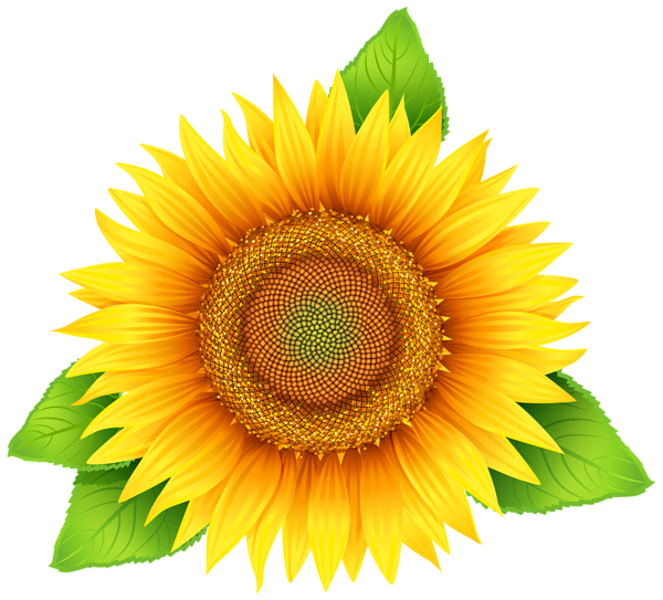 This png image - Sunflower PNG Clipart Image, is available for free download