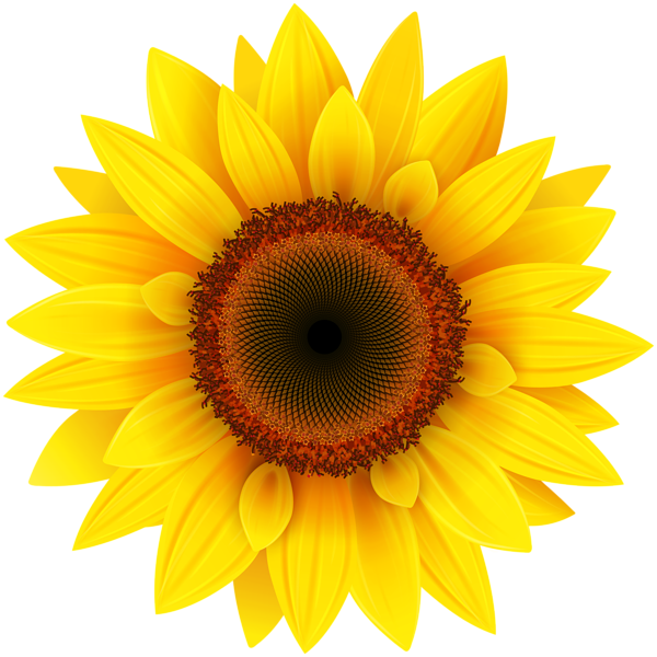This png image - Sunflower PNG Clipart Picture, is available for free download