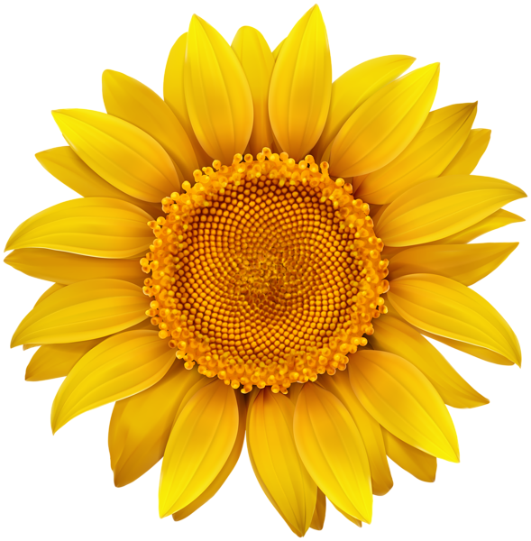 This png image - Sunflower PNG Image, is available for free download