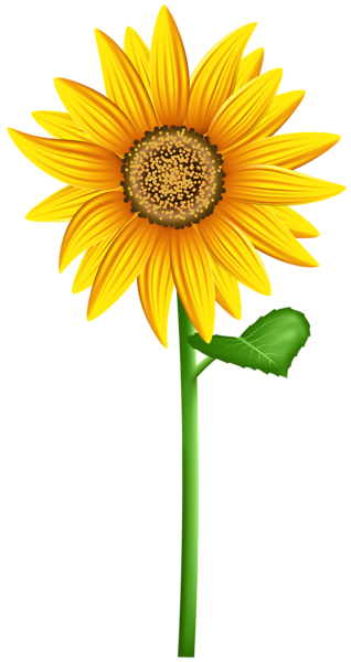 This png image - Sunflower PNG Transparent Clip Art Image, is available for free download