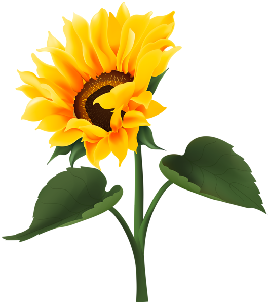 This png image - Sunflower Transparent Clipart, is available for free download