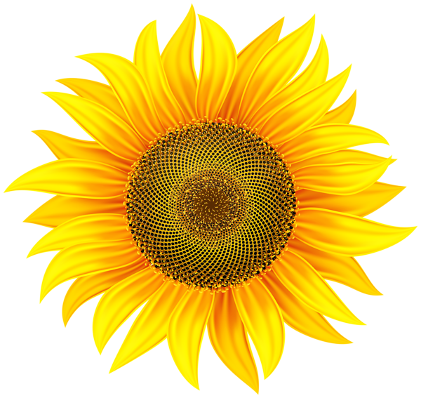 Sunflower Transparent PNG Clip Art Image | Gallery ... (600 x 567 Pixel)