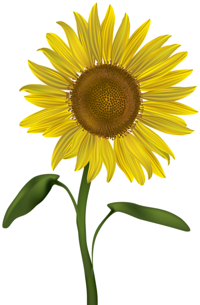 This png image - Sunflower Transparent PNG Clip Art Image, is available for free download