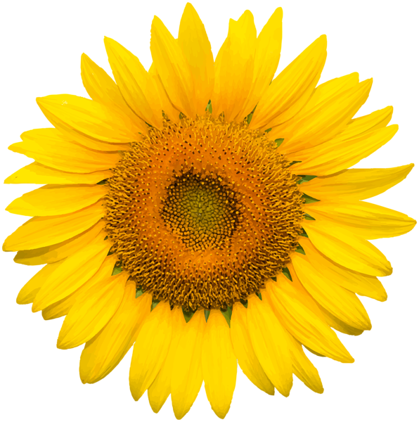 Free Free 112 Transparent Background Sunflower Clipart Free SVG PNG EPS DXF File