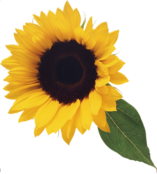This png image - Sunflower with Leaf Clipart, is available for free download