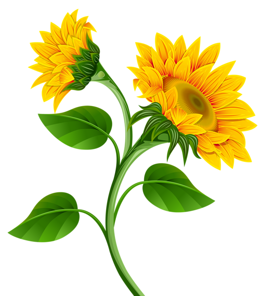 This png image - Sunflowers PNG Clipart Image, is available for free download