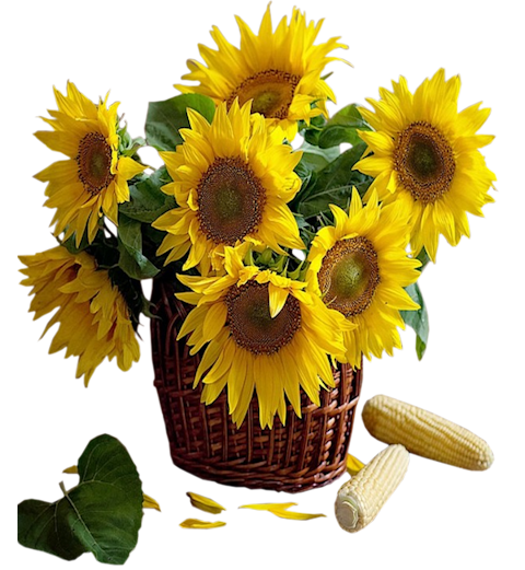 Sunflowers in Basket Clipart | Gallery Yopriceville - High-Quality