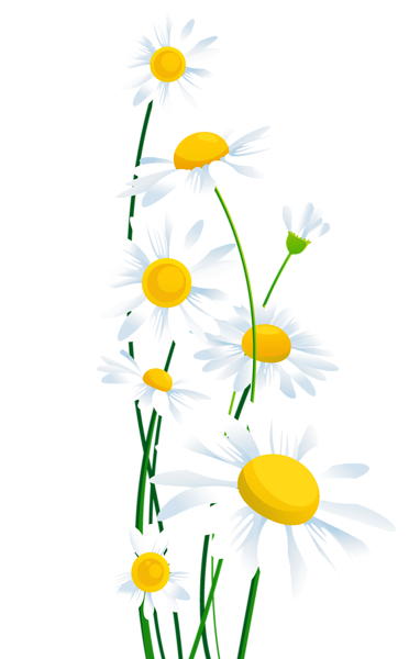This png image - Transparent White Daisies PNG Clipart, is available for free download