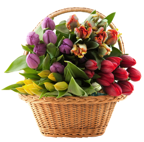 This png image - Transparent Basket with Tulips PNG Clipart, is available for free download