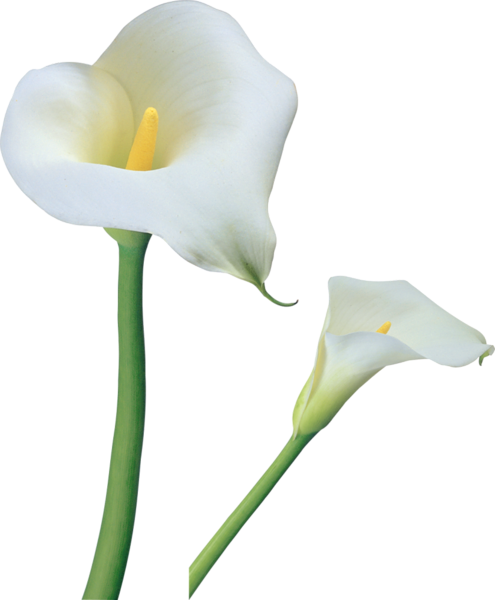 This png image - Transparent Calla Lilies Flowers PNG Clipart , is available for free download