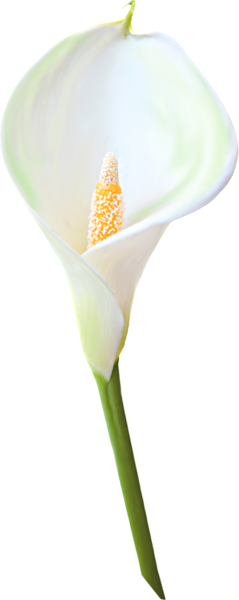 This png image - Transparent Calla Lily Flower Clipart , is available for free download