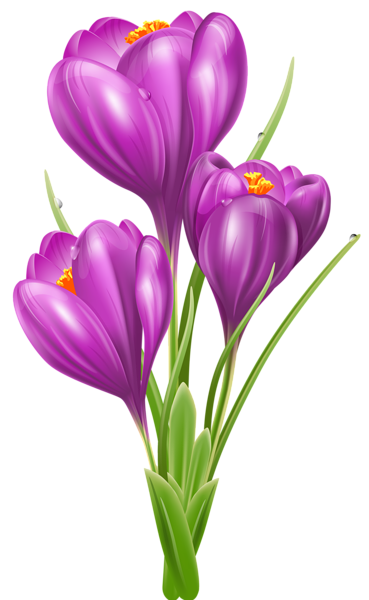 This png image - Transparent Crocus PNG Clipart Picture, is available for free download