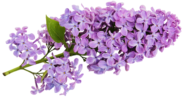 This png image - Transparent Lilac Clipart, is available for free download