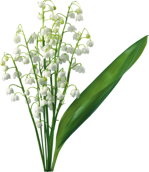 This png image - Transparent Lily Of The Valley, is available for free download