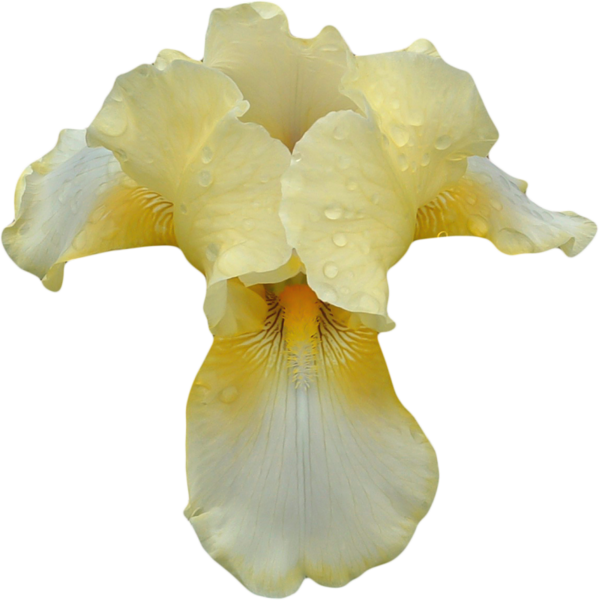 This png image - Transparent Orchid Clipart, is available for free download