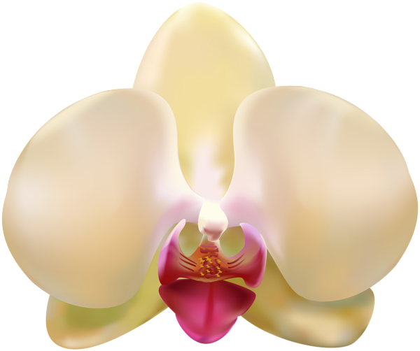 This png image - Transparent Orchid PNG Clip Art Image, is available for free download