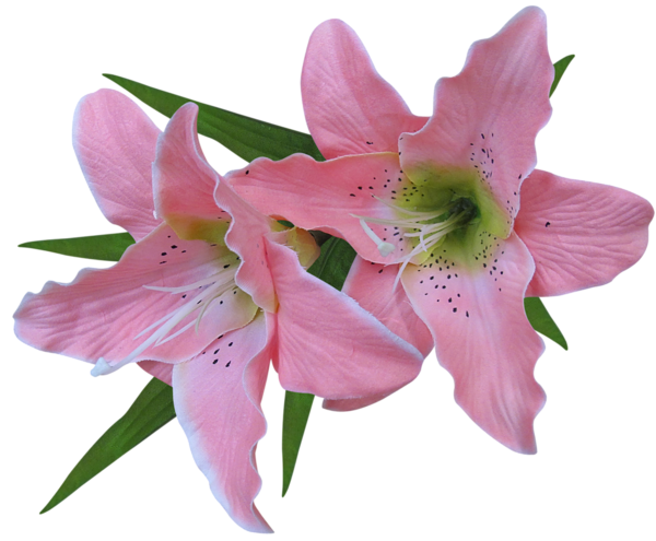 This png image - Transparent Pink Lily Flower Clipart, is available for free download