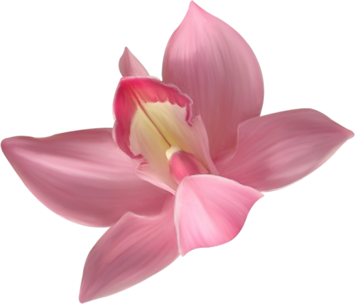 Transparent Pink Orchid Clipart | Gallery Yopriceville - High-Quality