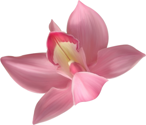 This png image - Transparent Pink Orchid Clipart, is available for free download
