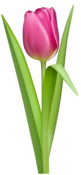 This png image - Transparent Pink Tulip PNG Clipart Picture, is available for free download