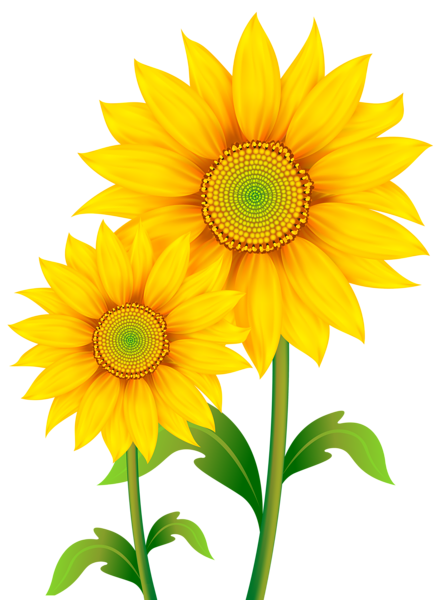 This png image - Transparent Sunflowers Clipart PNG Image, is available for free download
