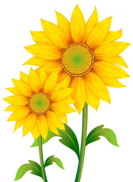 Transparent Sunflowers Clipart PNG Image | Gallery Yopriceville - High