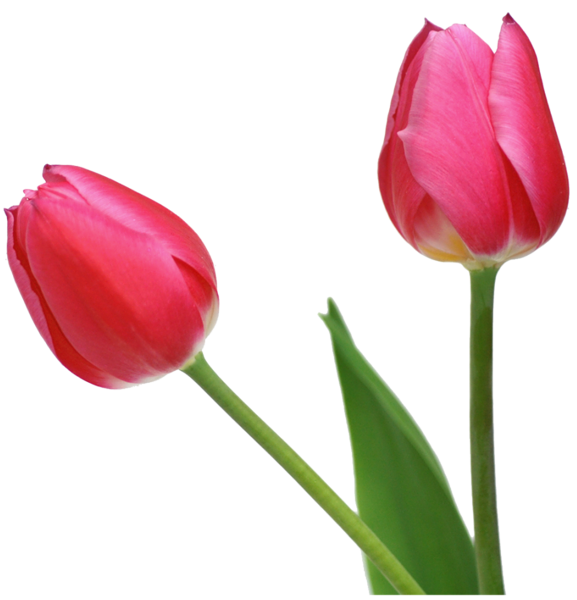 This png image - Transparent Tulips PNG Flowers Clipart, is available for free download