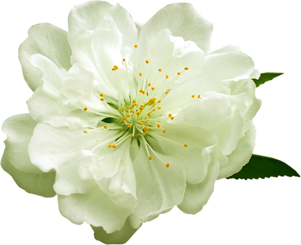 This png image - Transparent White Flower PNG Clipart, is available for free download