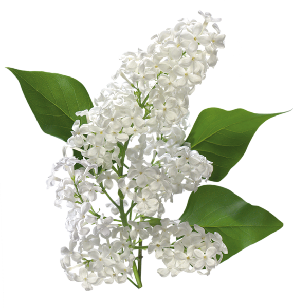 This png image - Transparent White Lilac Clipart, is available for free download
